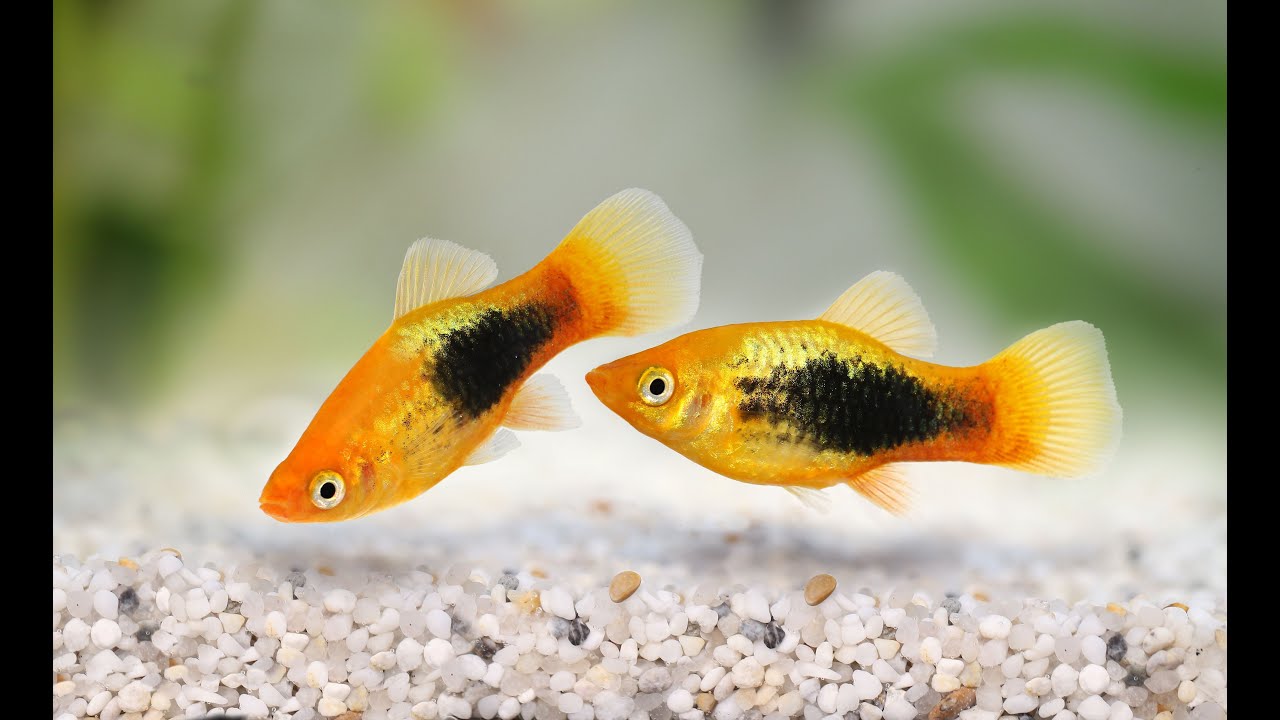 Süßwasseraquarium Live