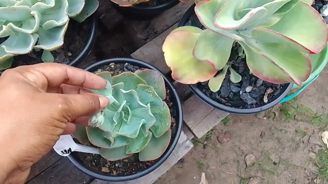 Replantei os caules, muita manutenção pra fazer.😯😯