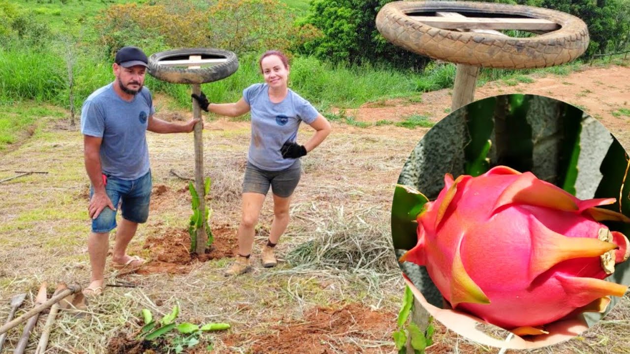 Iniciando Plantação de Pitaya - Dicas e Manejo