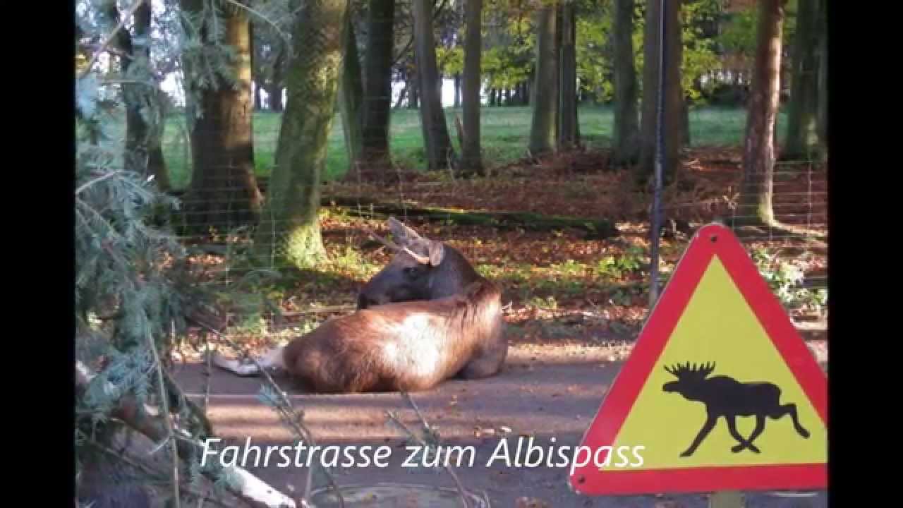 Albishorn - Wildnispark Zürich - Wildpark Langenberg   /// 8. Nov. 2014