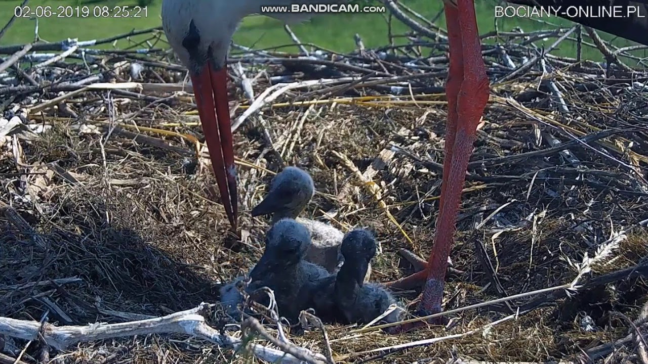 Sławacinek St. bociany 02.06.2019 Jednak zabiła! Eliminacja maluszka