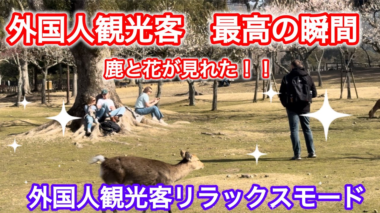 外国人観光客　最高の瞬間😊鹿と花が見れた‼️リラックスする外国人観光客🫎🌺