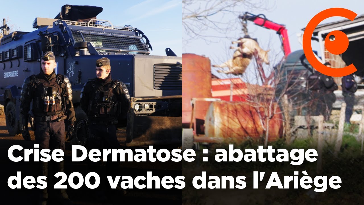 Crise Dermatose : intervention des vétérinaires pour l'abattage des 200 vaches dans l'Ariège