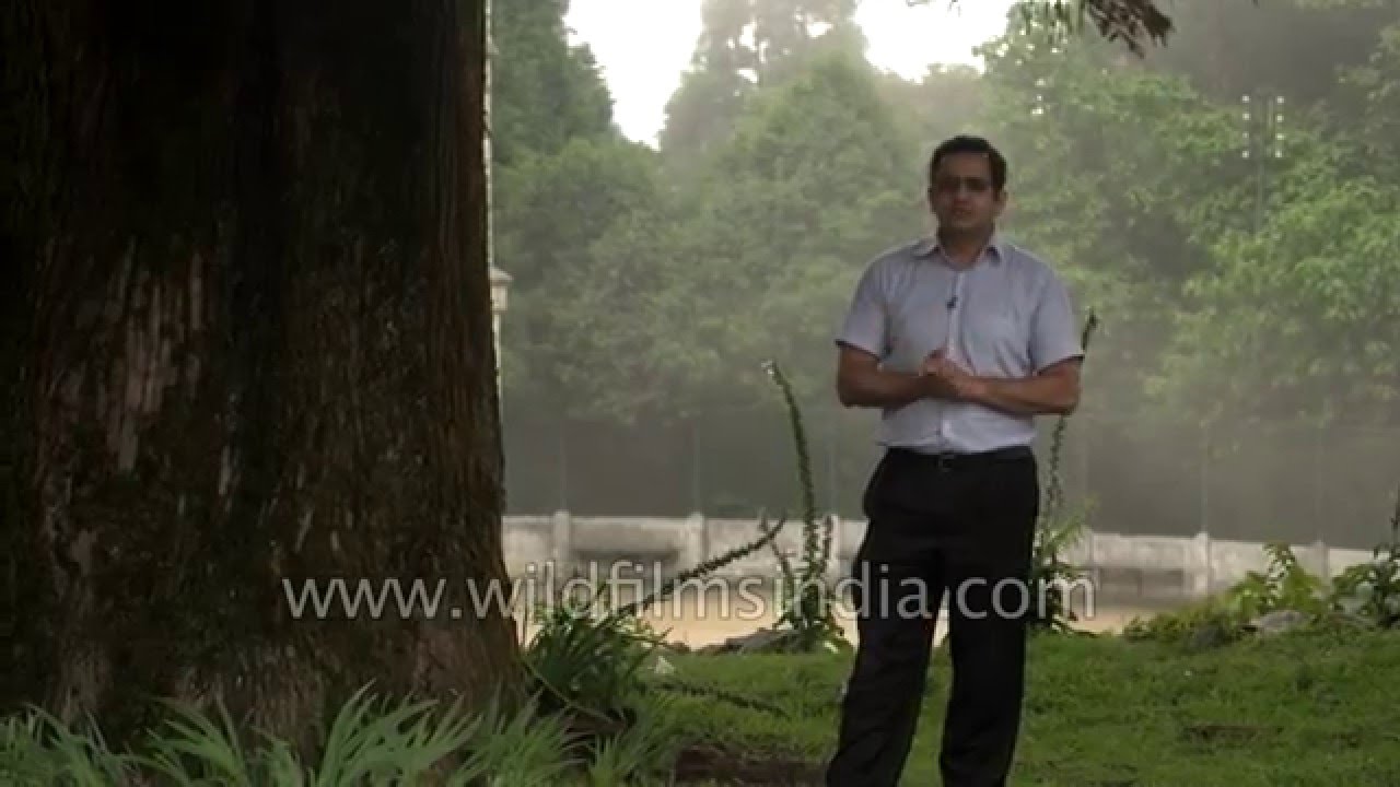 Rupin Dang speaks about the giant Cryptomeria japonica trees in Darjeeling