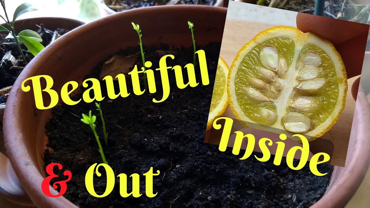 Growing Flying Dragon Orange From Seed - Cold Hardy Citrus - Poncirus Trifoliata