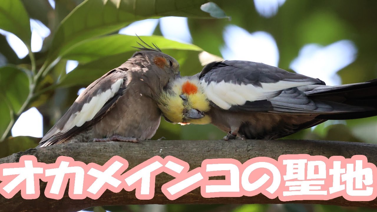 【キャンベルタウン野鳥の森】オカメインコの聖地