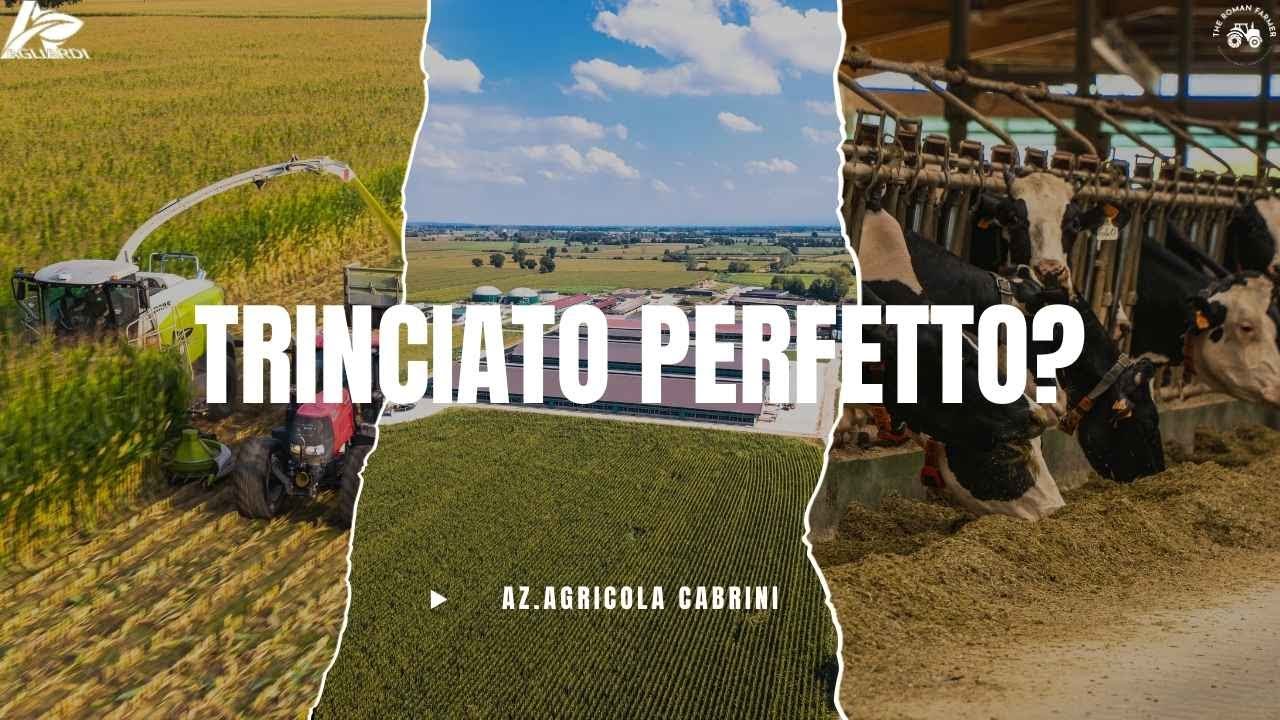 IL TRINCIATO PERFETTO? | AZ.AGRICOLA CABRINI | AGROMECCANICA AGLIARDI | CLAAS JAGUAR 990 |