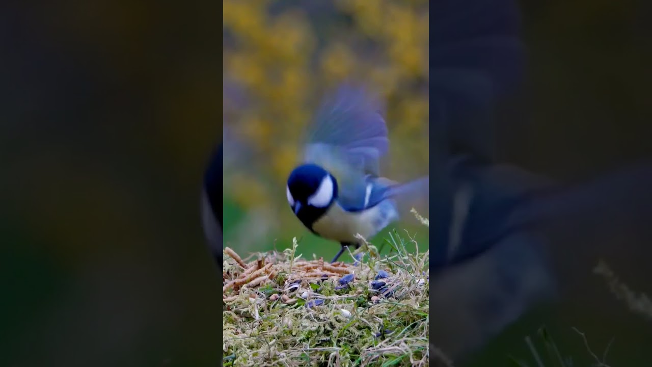 Parus #birdfeeder #birdsinnature #colourful #amazingbirds #birdwatching #birdslife #birdsonfeeder