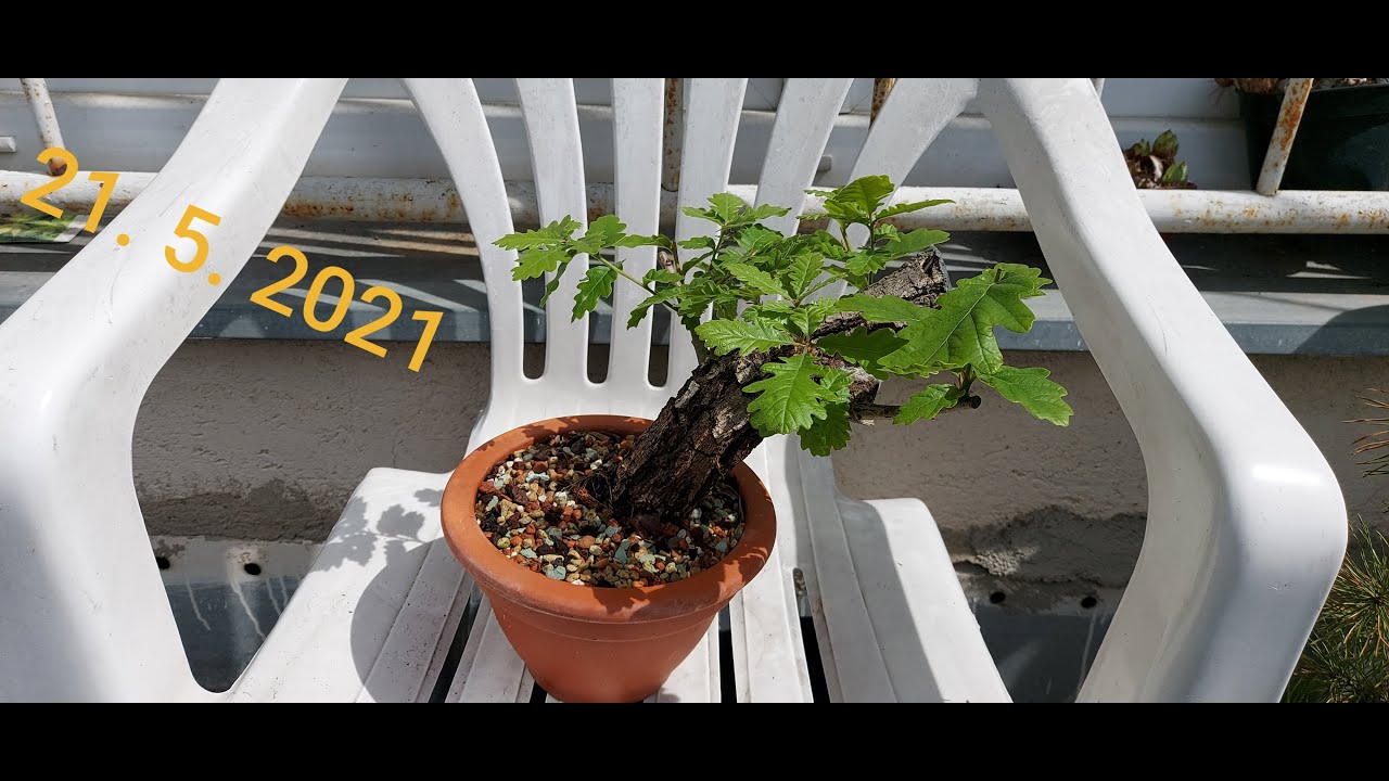 Yamadori oak first repoting (Yamadori dub první přesazování)