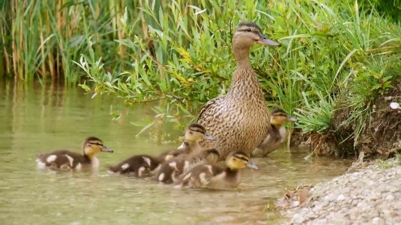 Spring Ducklings - Badeteich Hirschstetten, Vienna