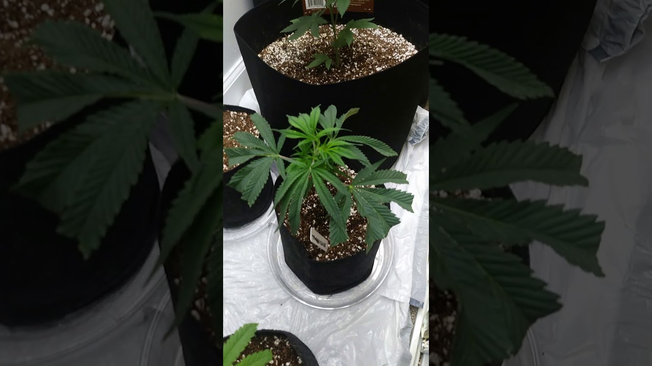 New Update Tangerilla Add. For Educational Use Must Be 18 Legal State