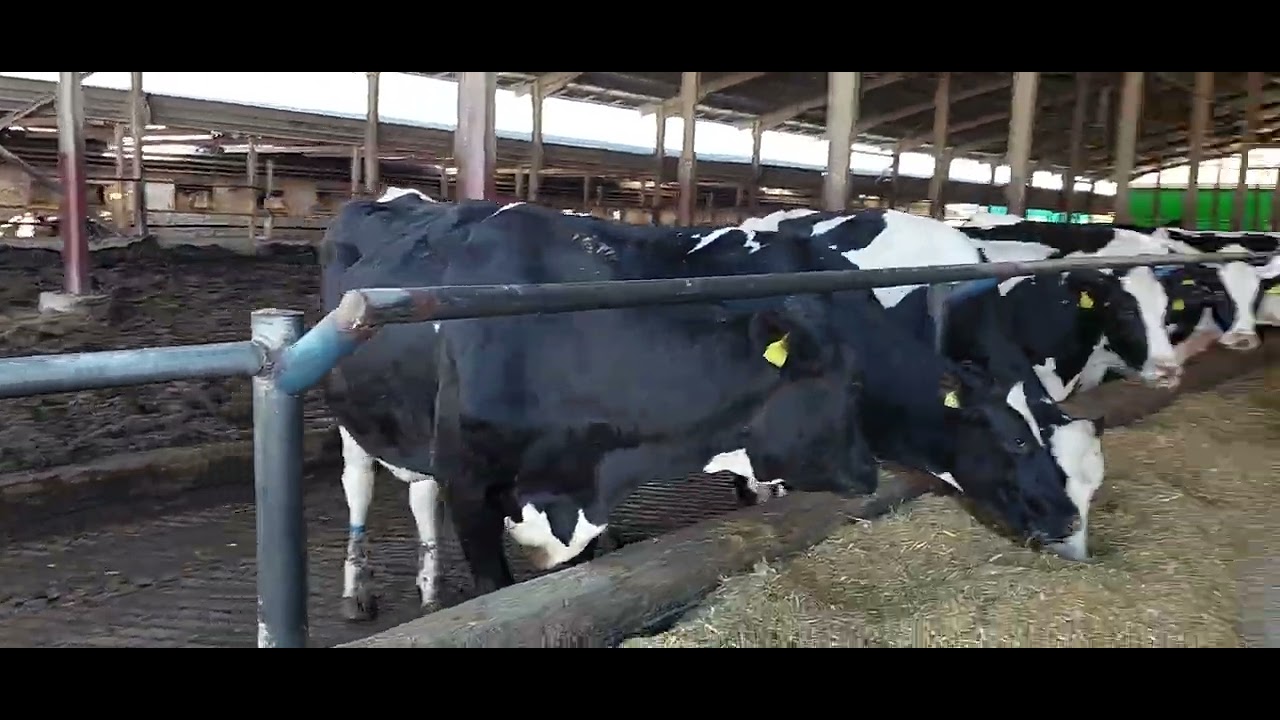 #Cows eating food#farming #cow