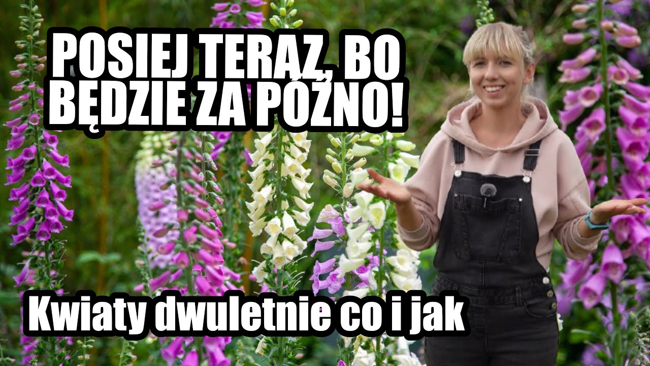 Wysiew kwiatów dwuletnich – co i jak siać krok po kroku