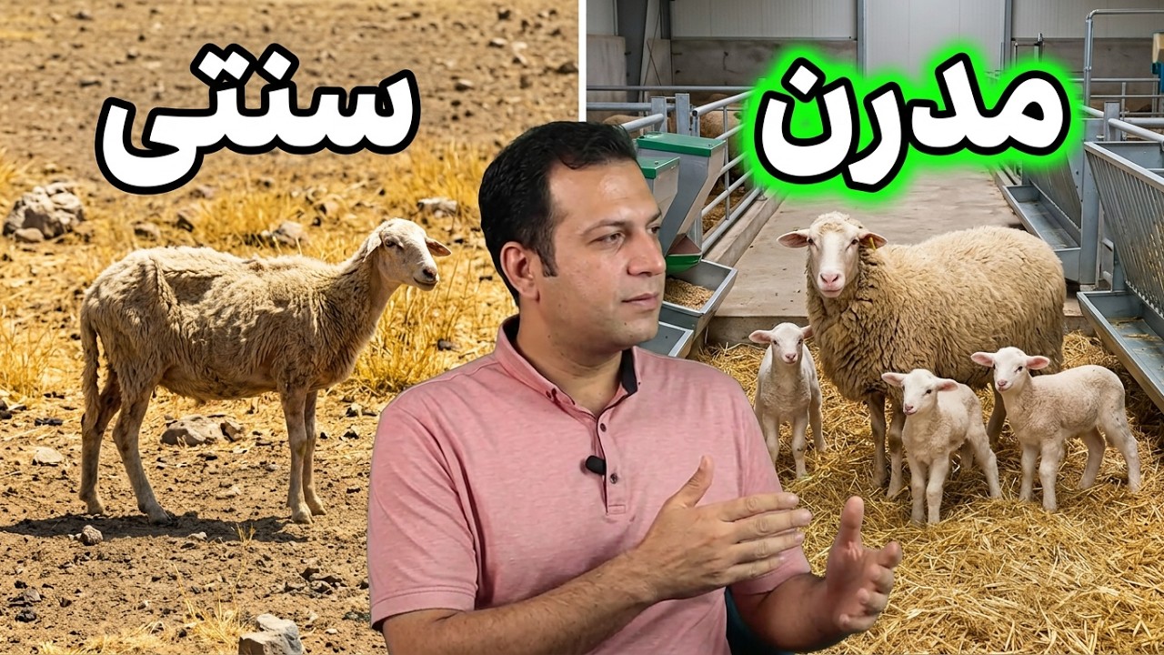 سود گوسفند داشتی , گوسفند پرواری بهتر است یا میش , نگهداری میش در محیط بسته