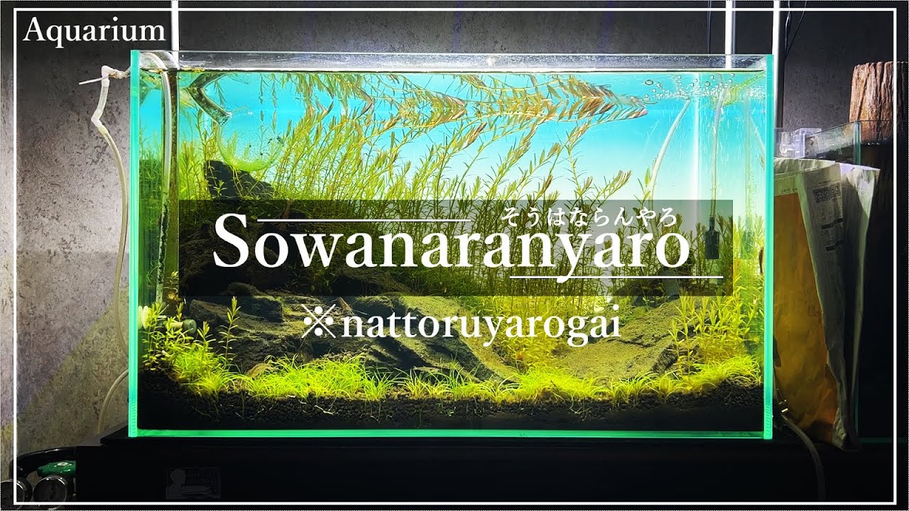 【水槽立ち上げ】なんということでしょう（絶望）【雑草水槽第2話】