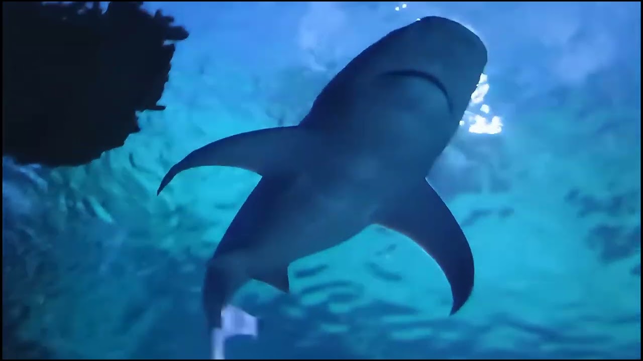 Maďarsko 🇭🇺 / Tropicarium Budapešť.