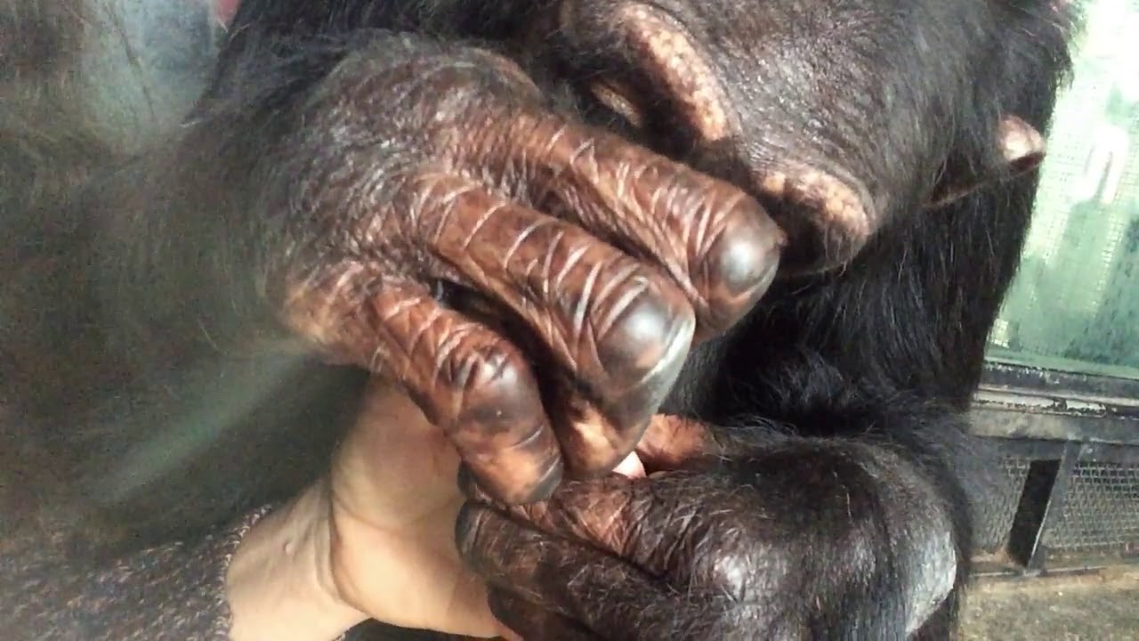 Just Grooming -- Feb. 27, 2019