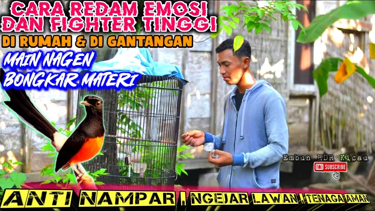 SIMPEL❗CARA MEREDAM MURAI BATU DENGAN EMOSI DAN FIGHTER TINGGI AGAR MAIN NAGEN & BONGKAR MATERI
