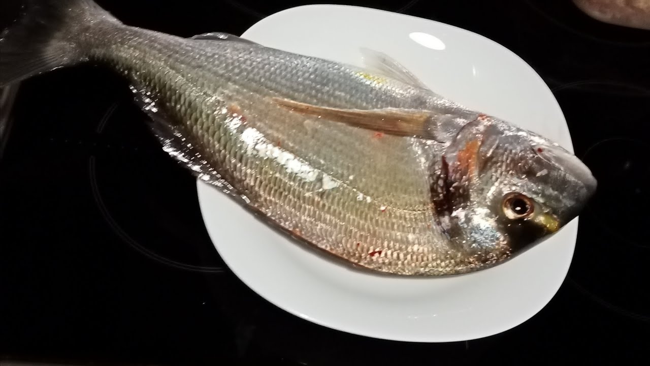 ψάρεμα τσιπούρας (εγγλέζικο). match fishing in Greece