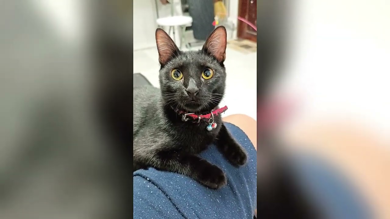 Funny cat compilation of Rogo, Rion & Regal #cat 