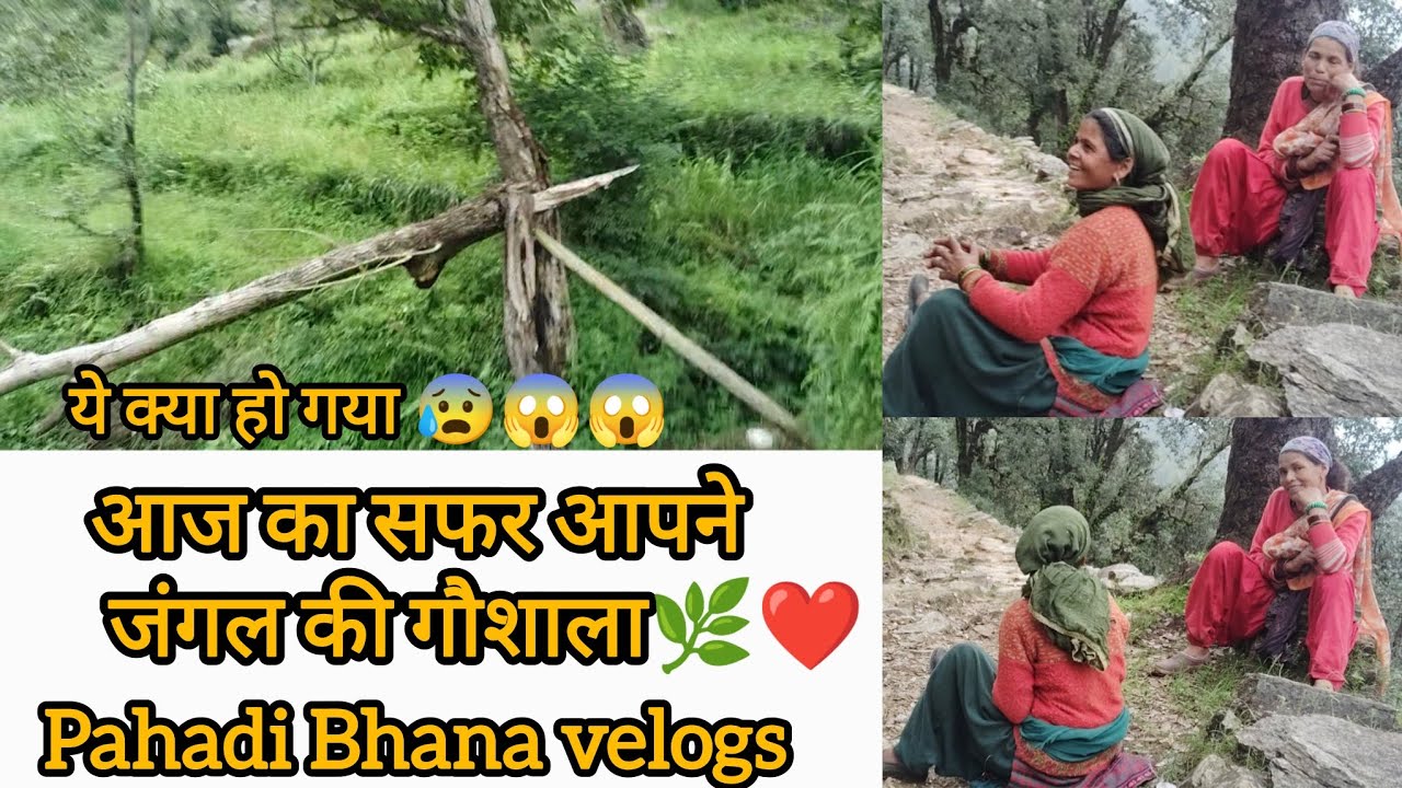 आज निकाले हमने अखरोट 🤩🙏🏻 जंगल में अखरोट के पेड़ 🤯🤯