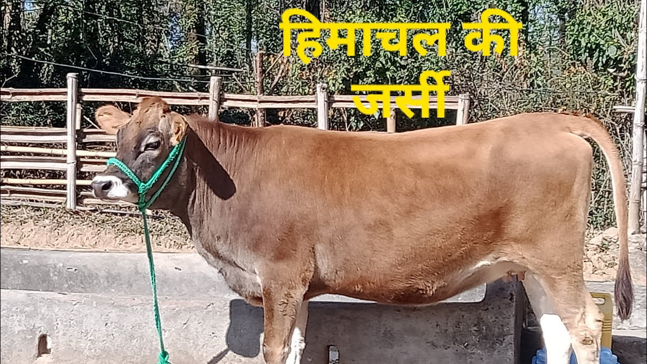 भारत में जर्सी नस्ल की खान 