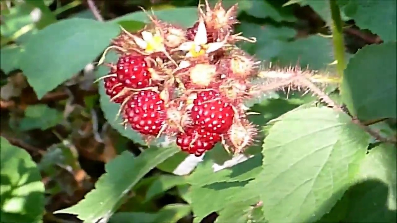 Rubus phoenicolasius Lampone Giapponese  2017