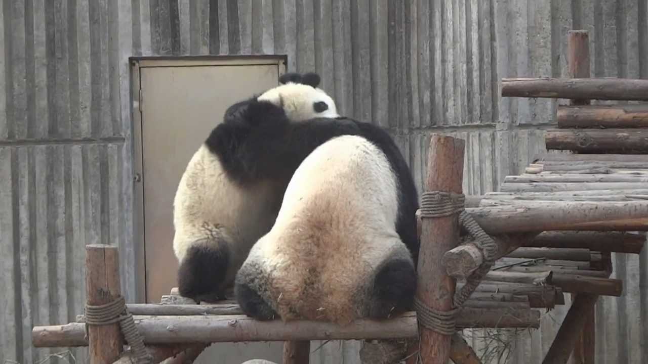 Kungfu panda fighting ( the real kungu fight )