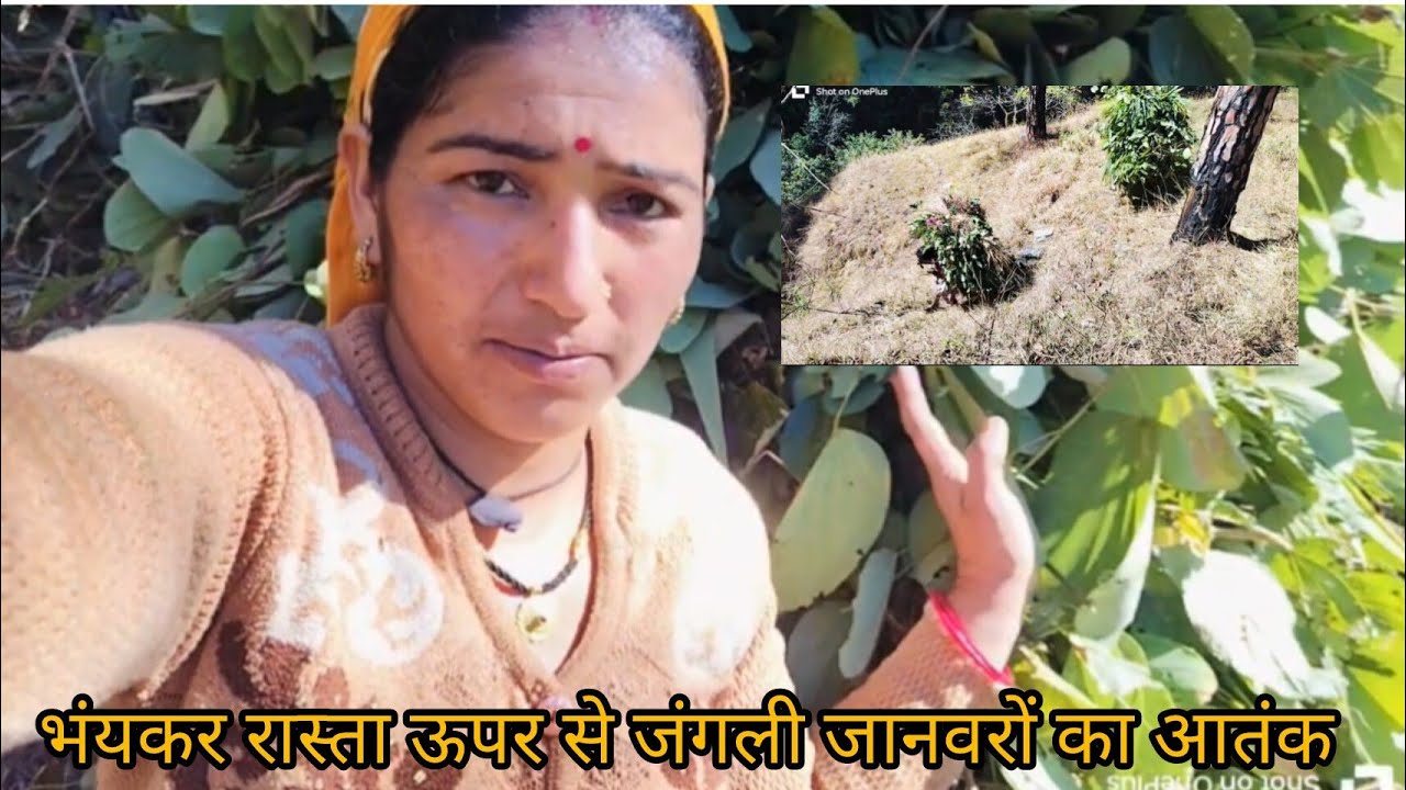 आज जंगल पहुंचे डरते डरते  ||पहाड़ी लाइफ स्टाइल ब्लॉग ||