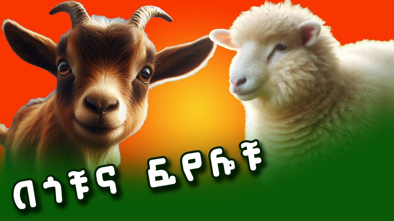 በጎቹና ፍየሎቹ