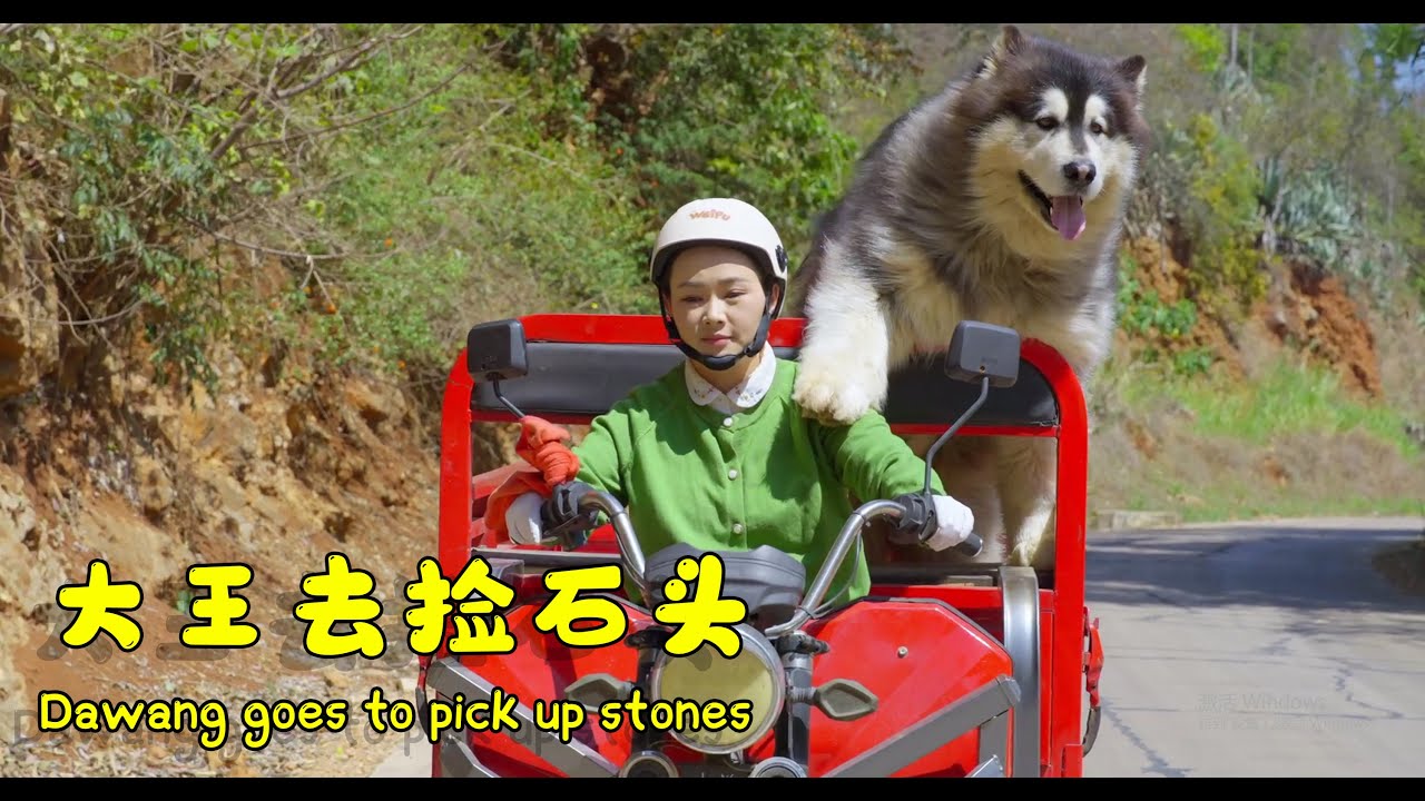 大王陪姐姐去河里捡石头 | Dawang accompanies his sister to the river to pick up stones【阿盆姐家的大王】