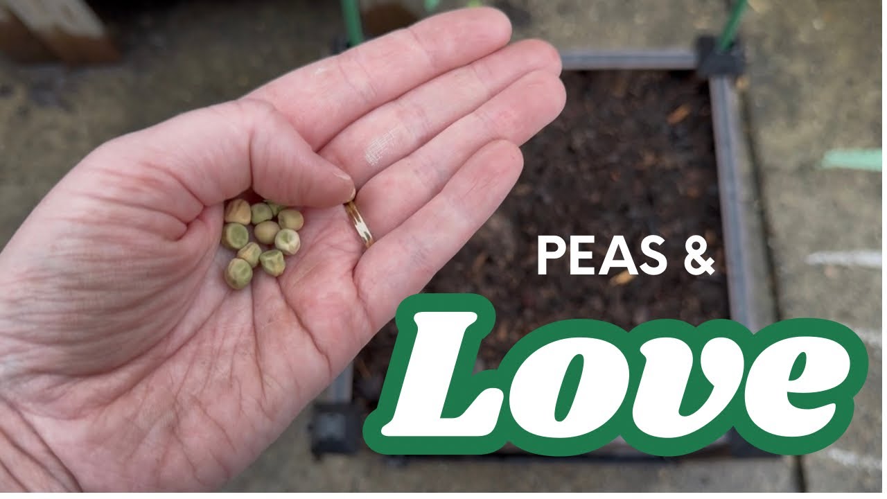 Plant Peas With Me! 🫛 
