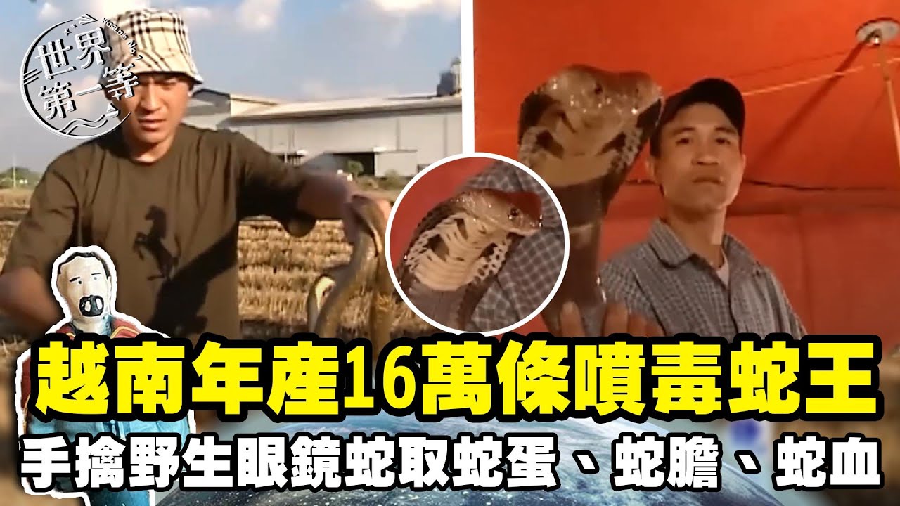 【世界毒蛇展】越南年產16萬條噴毒蛇王 手擒野生眼鏡蛇取蛇蛋、蛇膽、蛇血｜《世界第一等》濃縮精華版