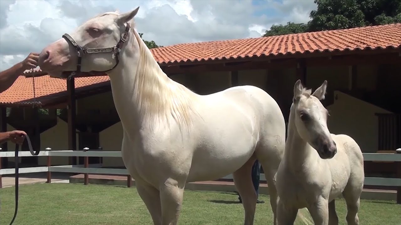 Reprodução de cavalos quarto de milha para Vaquejadas no Rancho 10