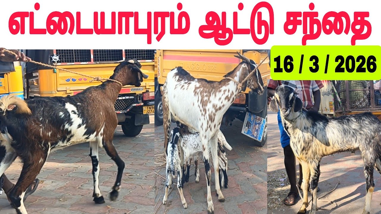 16 / 3 / 2026 எட்டையாபுரம் ஆட்டு சந்தை #ஆடு #aadu #கொடிஆடு #கொடிஆடுசந்தை #goat #goatmarket #goatfarm