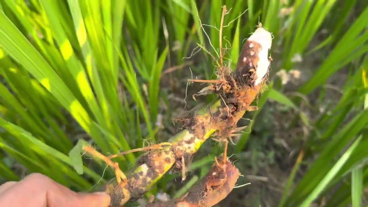 बोझोको औषधीय उपयोगिता/Medicinal importance of Sweet flag(Acorus calamus).