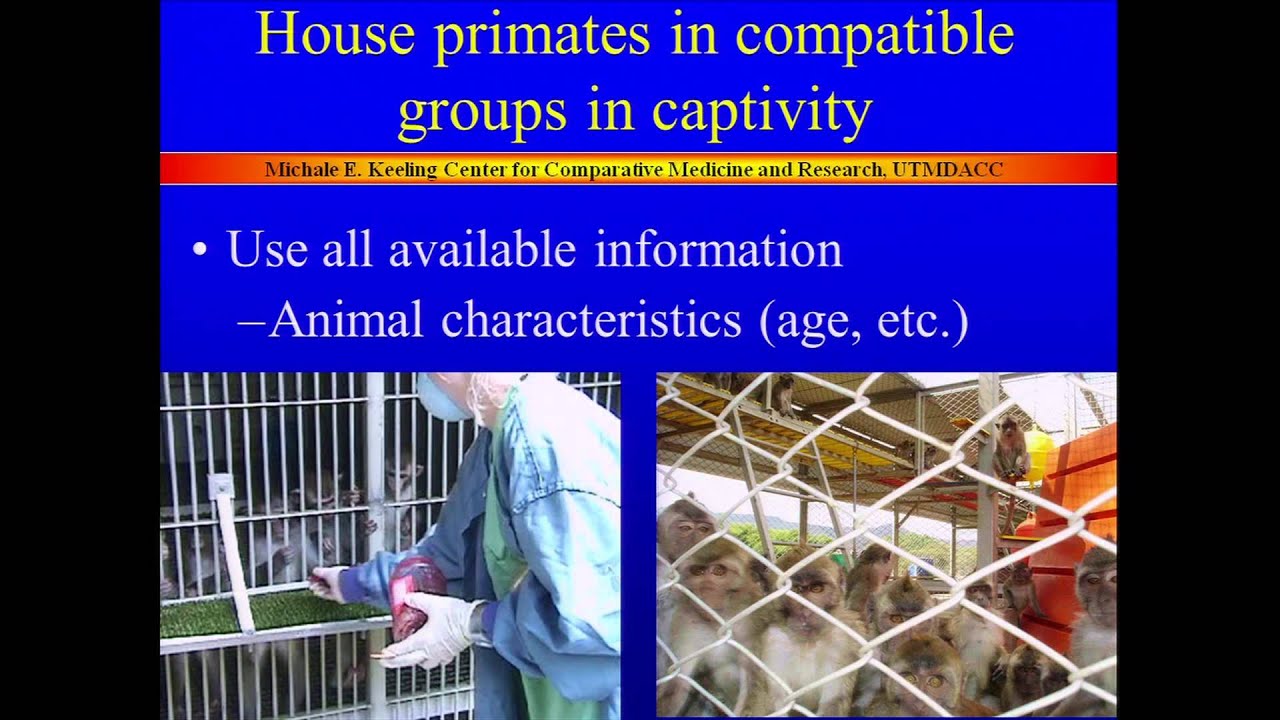 Socialization of Nonhuman Primate Groups