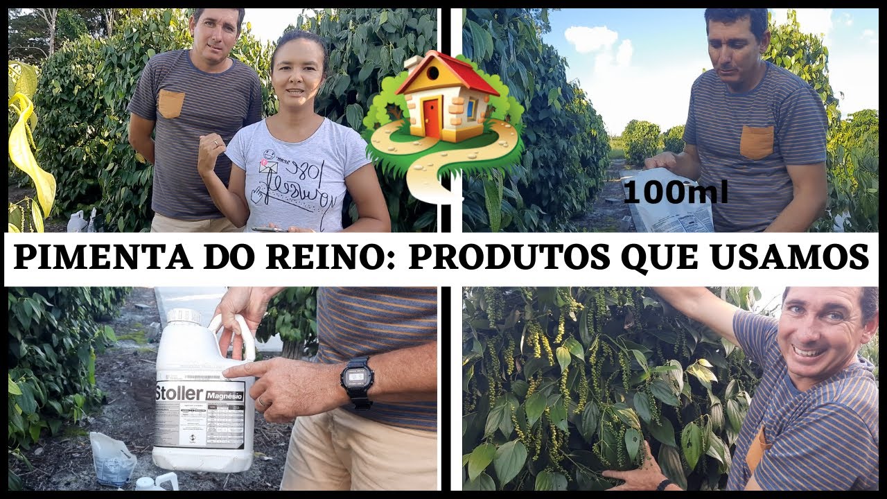 PIMENTA DO REINO: Como combater pragas⚠️/Produtos que usamos no cultivo da lavoura/Silvania Rossatti
