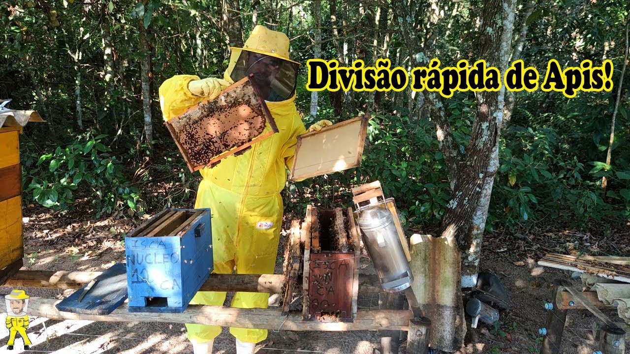 MULTIPLICAÇÃO RÁPIDA DE APIS, AUMENTE SEUS ENXAMES. | CRIANDO ABELHAS!