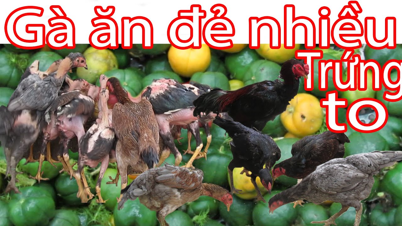 Cho Gà ăn quả Lồng Tiên,  Bí Đỏ, uống Chè xanh gà đẻ nhiều trứng to, ít bệnh  | Nguyễn Viết Hòa