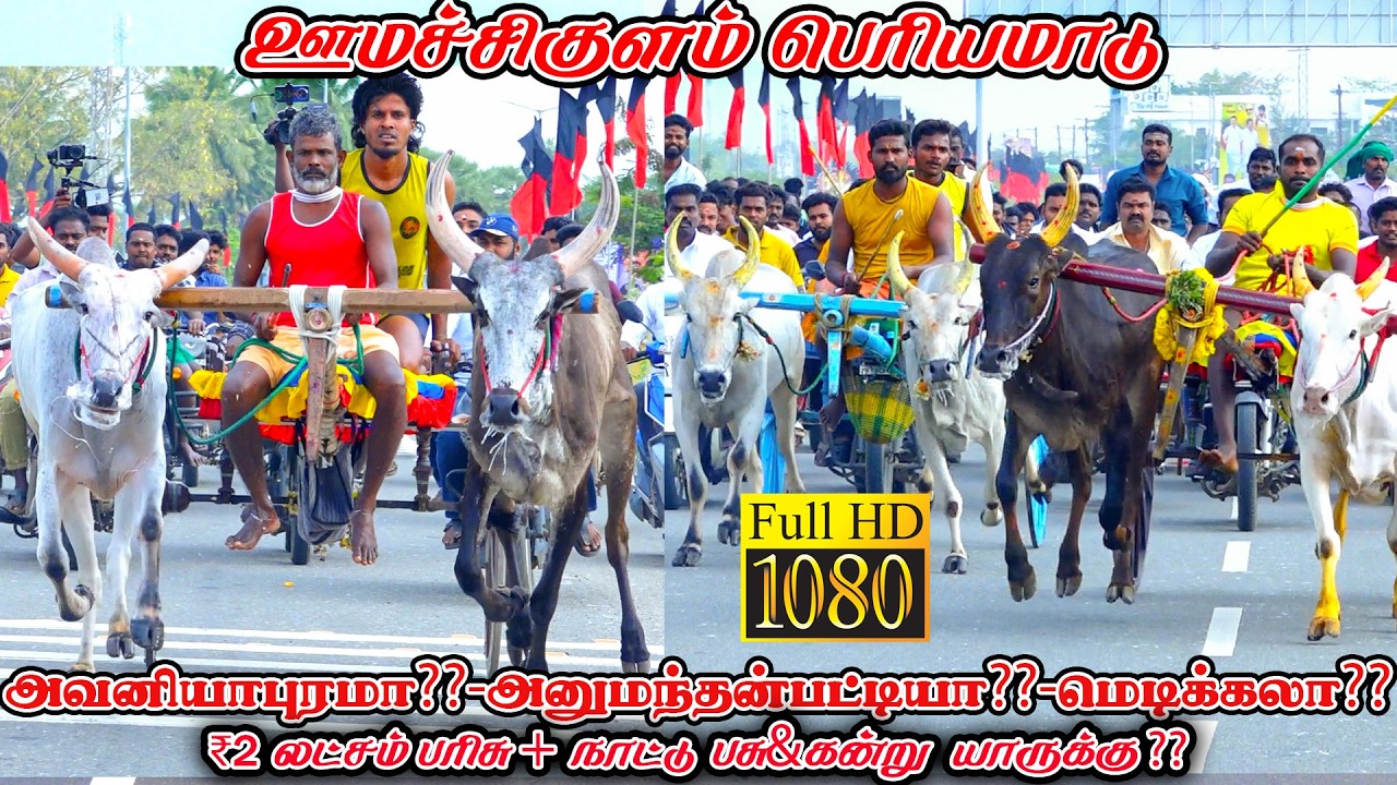 ஊமச்சிகுளம் பெரியமாடு-பந்தயம்_01.02.2026_V_Photography