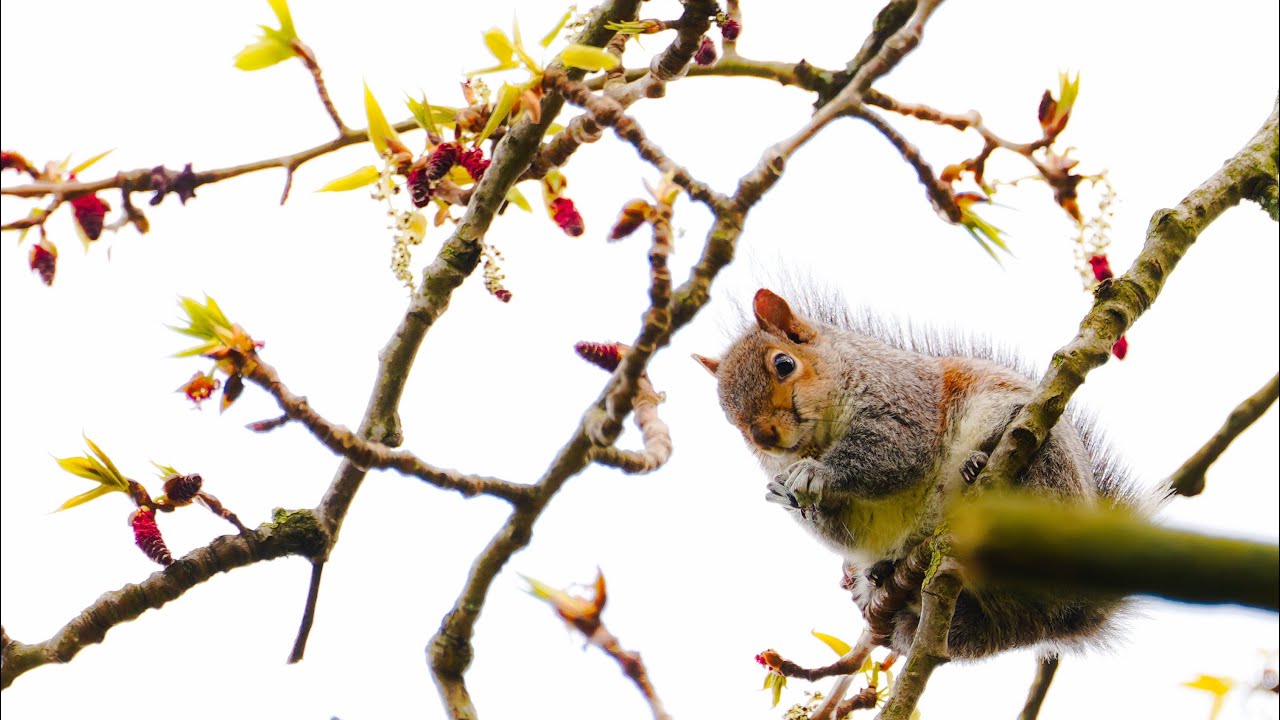 Adorable Squirrel Snacking: Nature's Cutest Moment Caught on Camera!