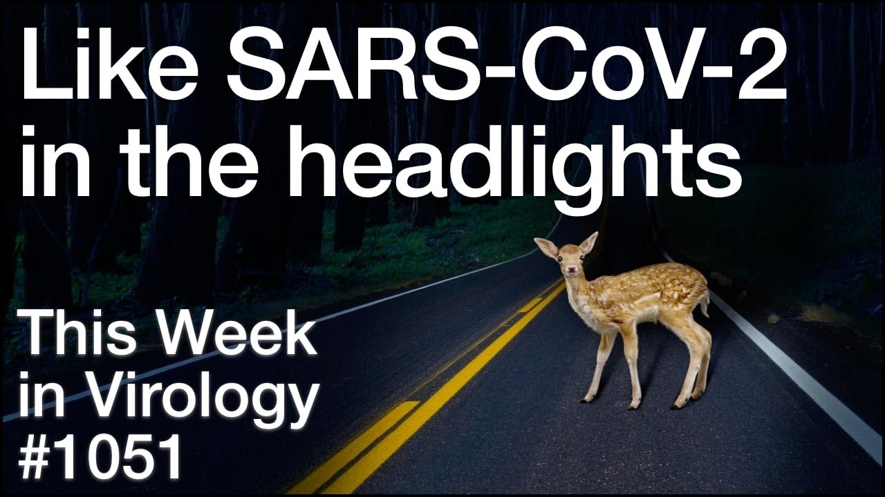 TWiV 1051: Like SARS-CoV-2 in the headlights