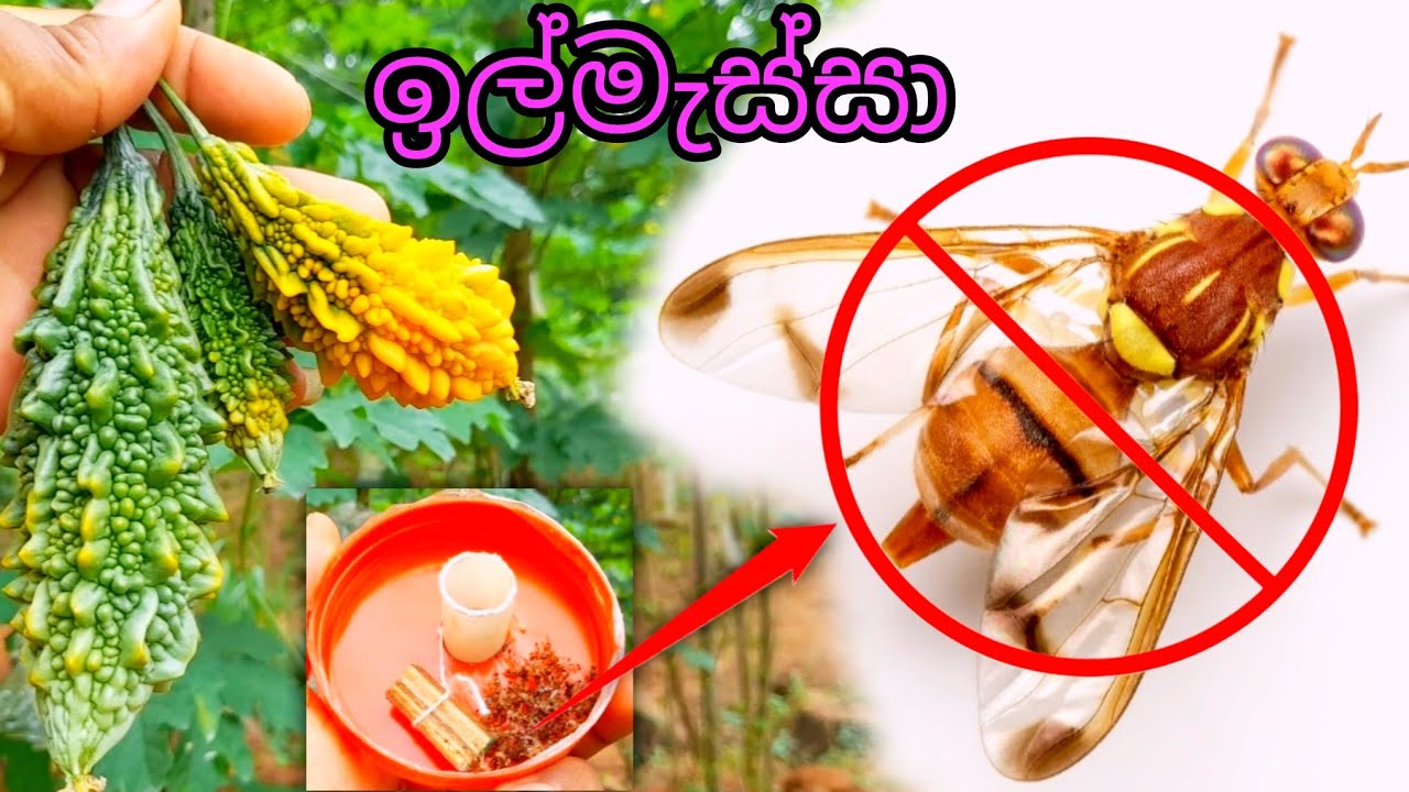 ඉල්මැසි හානිය වලකන සාර්තක ක්‍රම.🍉 🥒how to control melonfly, #agriculture #farming