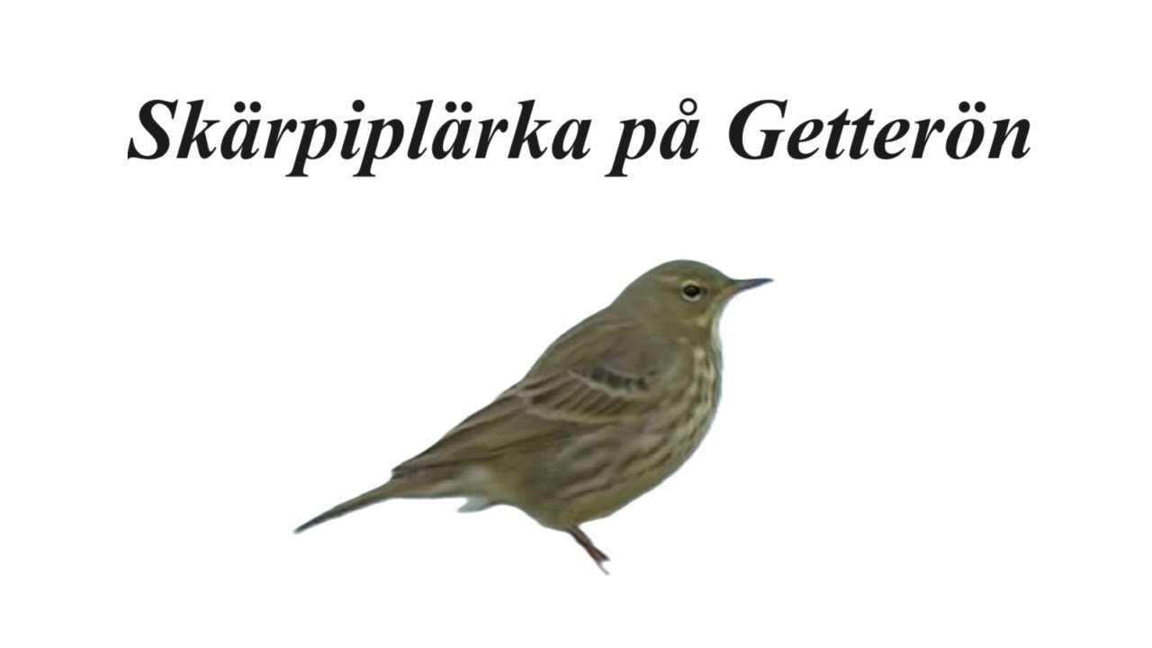The Rock Pipit /KD Arvidsson
