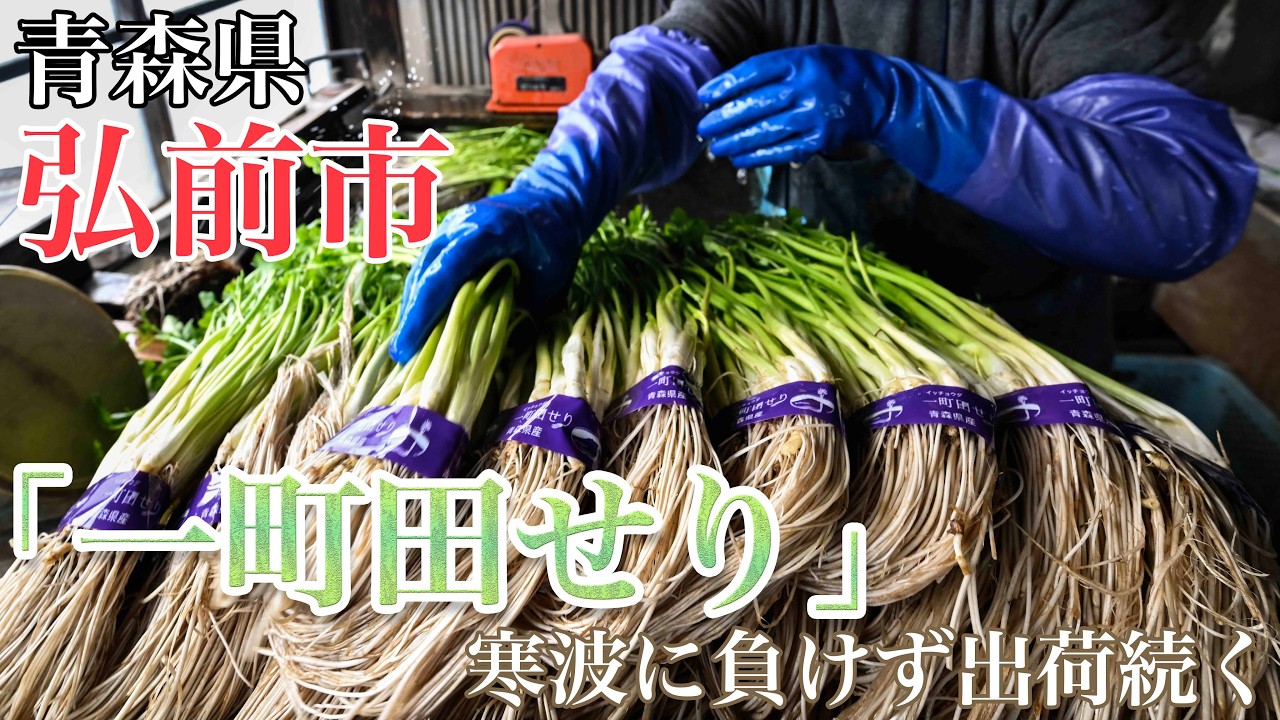 「一町田のセリ」　寒さに負けず〝シャキッ〟とな（青森県弘前市）