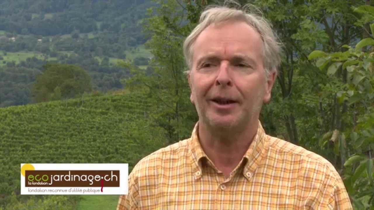 Des vignes Bio sans traitement? C'est possible! Organic vineyard whithout treatment? It's possible !