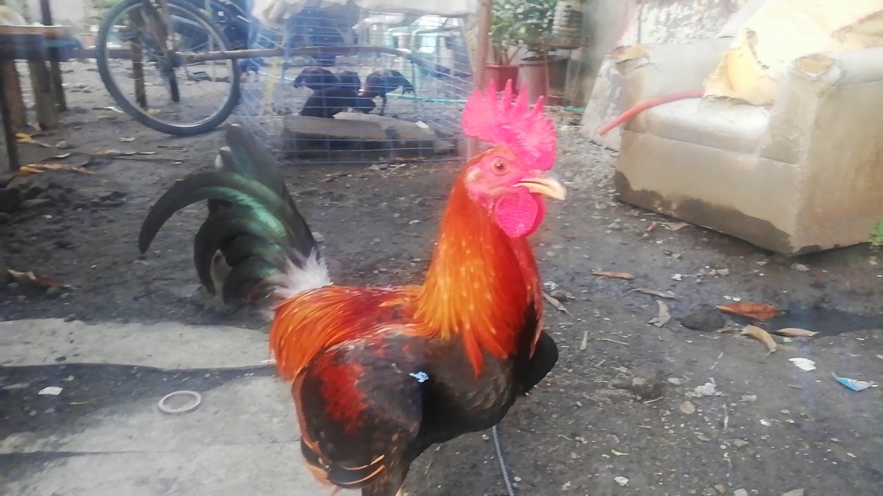 MAY NEW BROODSTAG / GALING RED GAMEFARM 