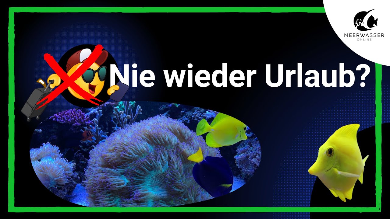 Urlaub mit Meerwasser-Aquarium