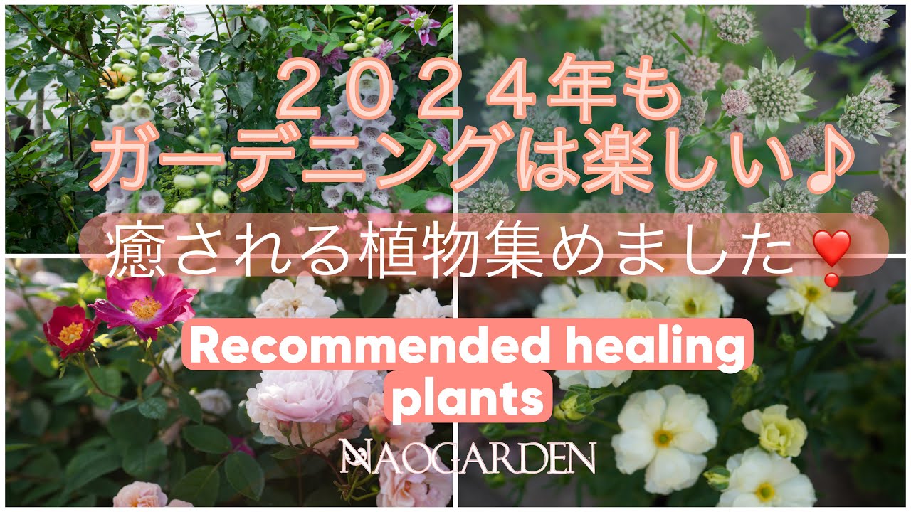 【ガーデニングVlog】２０２４年もガーデニングは楽しい♪ 癒される植物集めました❣️Recommend healing plants